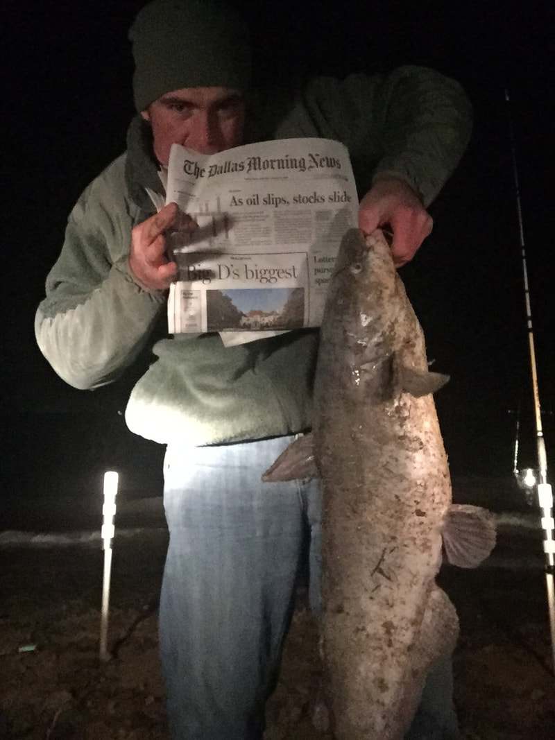 Picture of a 22 pound blue cat