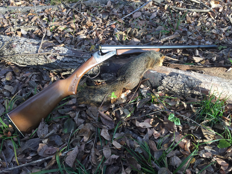 Stevens 311 20 gauge, a great double barrel shotgun I love for squirrel hunting