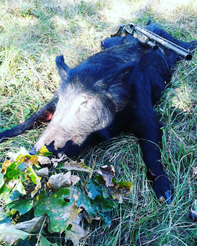 Wild hog sow taken with my Mossberg 500 12 gauge & 00 Buckshot on a Texas WMA