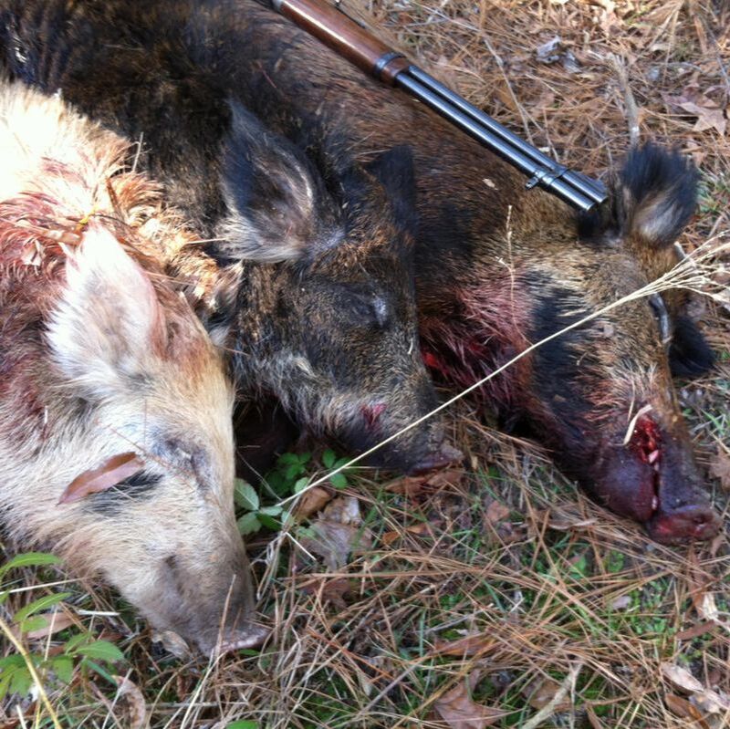 Picture of 3 Hogs I bagged at an east Texas Wildlife Management Area