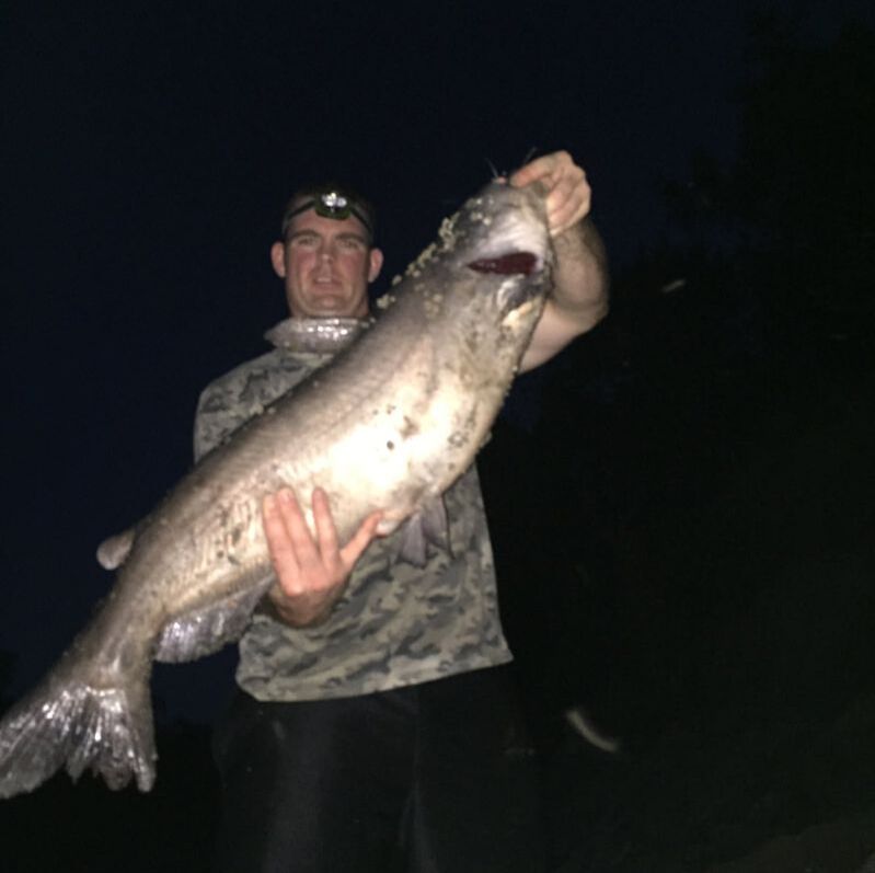 Picture of a big blue catfish