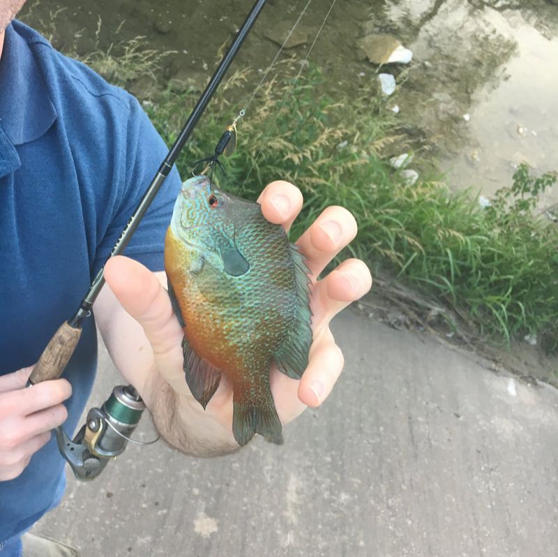 Picture of a perch fish